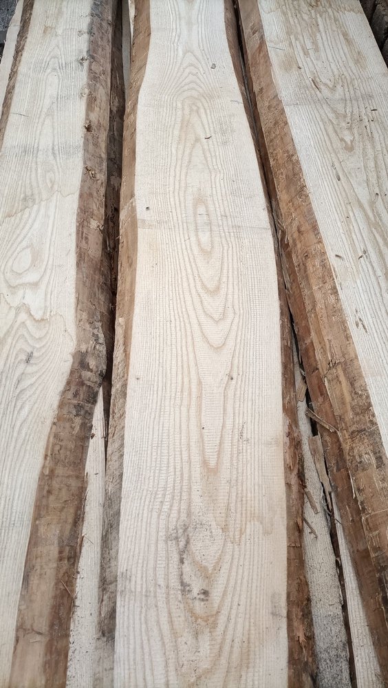 White Ash timber boards with natural waney edge at Samta Plywood Centre, Ahmedabad